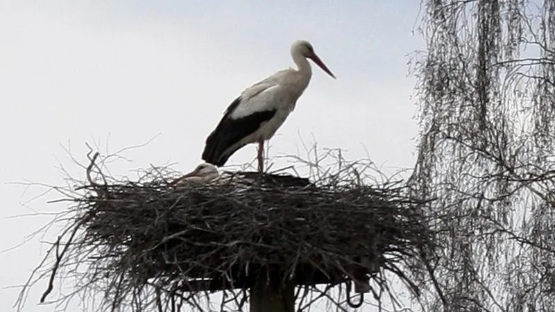 ПФ «Верховье»