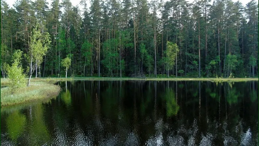 Никольская лесная дача
