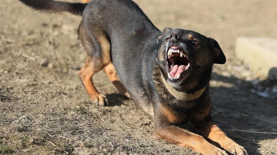 Фото: istockphoto.com/Docinets Vasil