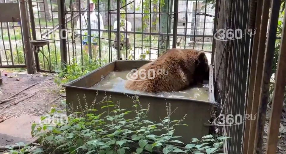 В абхазском отеле «Страна Души» заперли медведя в тесную клетку на 16 лет