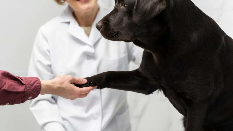 Фото: freepik.com