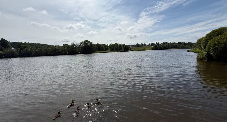 Мурановский пруд в Пушкино очистили от водорослей и камыша