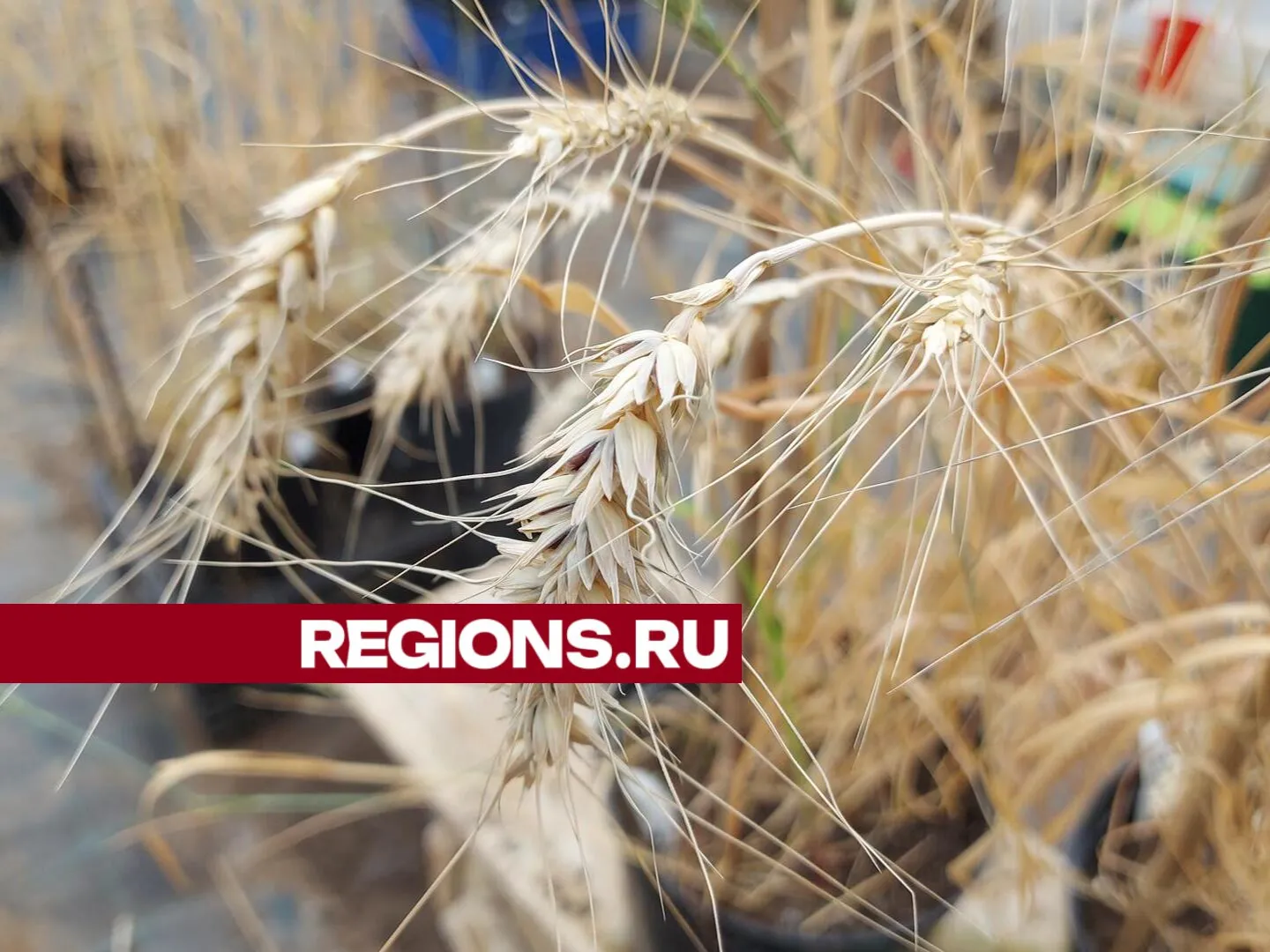 Фото: Наталья Акуленок