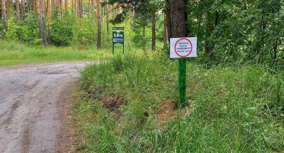 Свыше 7 гектаров леса очистят от аварийных деревьев в Шатуре