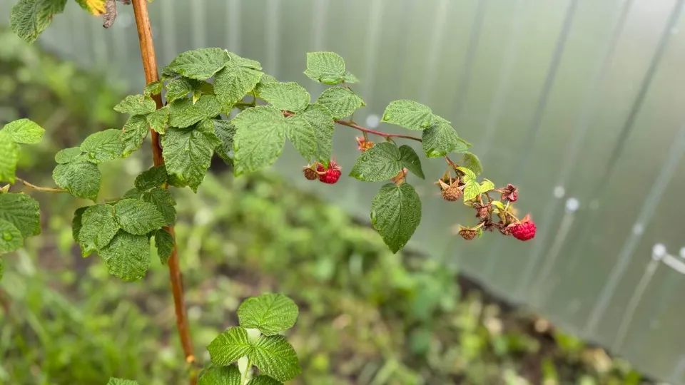 Фото: REGIONS/Андрей Молчанов