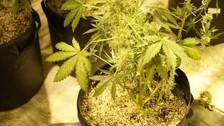 Фото: Telegram-канал «Подмосковная полиция»