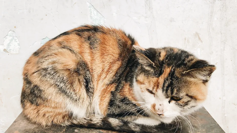 Фото: freepik.com