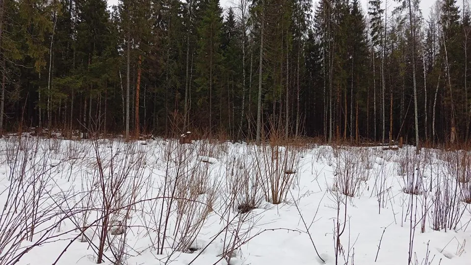 Фото: Комлесхоз МО