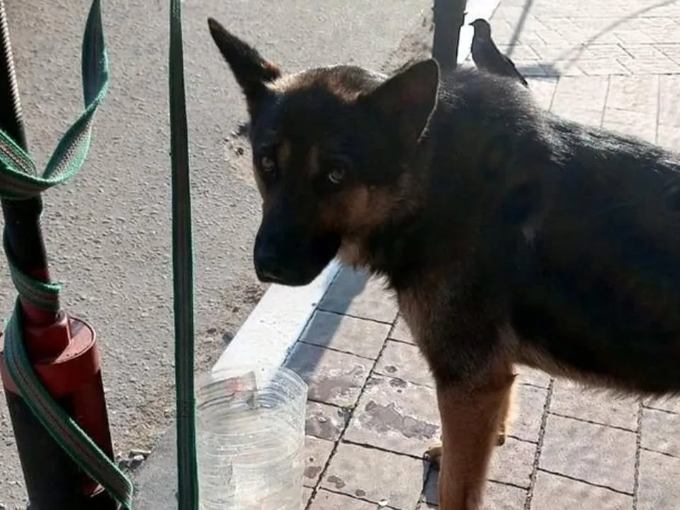 История со счастливым хвостом: добрые люди отвязали от столба ногинского Хатико и нашли ему нового хозяина