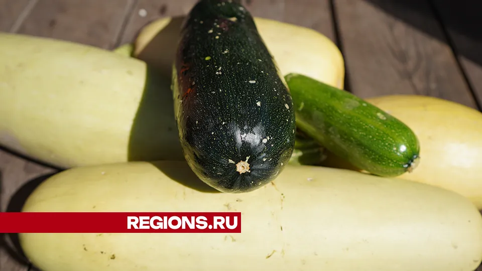 Фото: REGIONS/Екатерина Елисеева