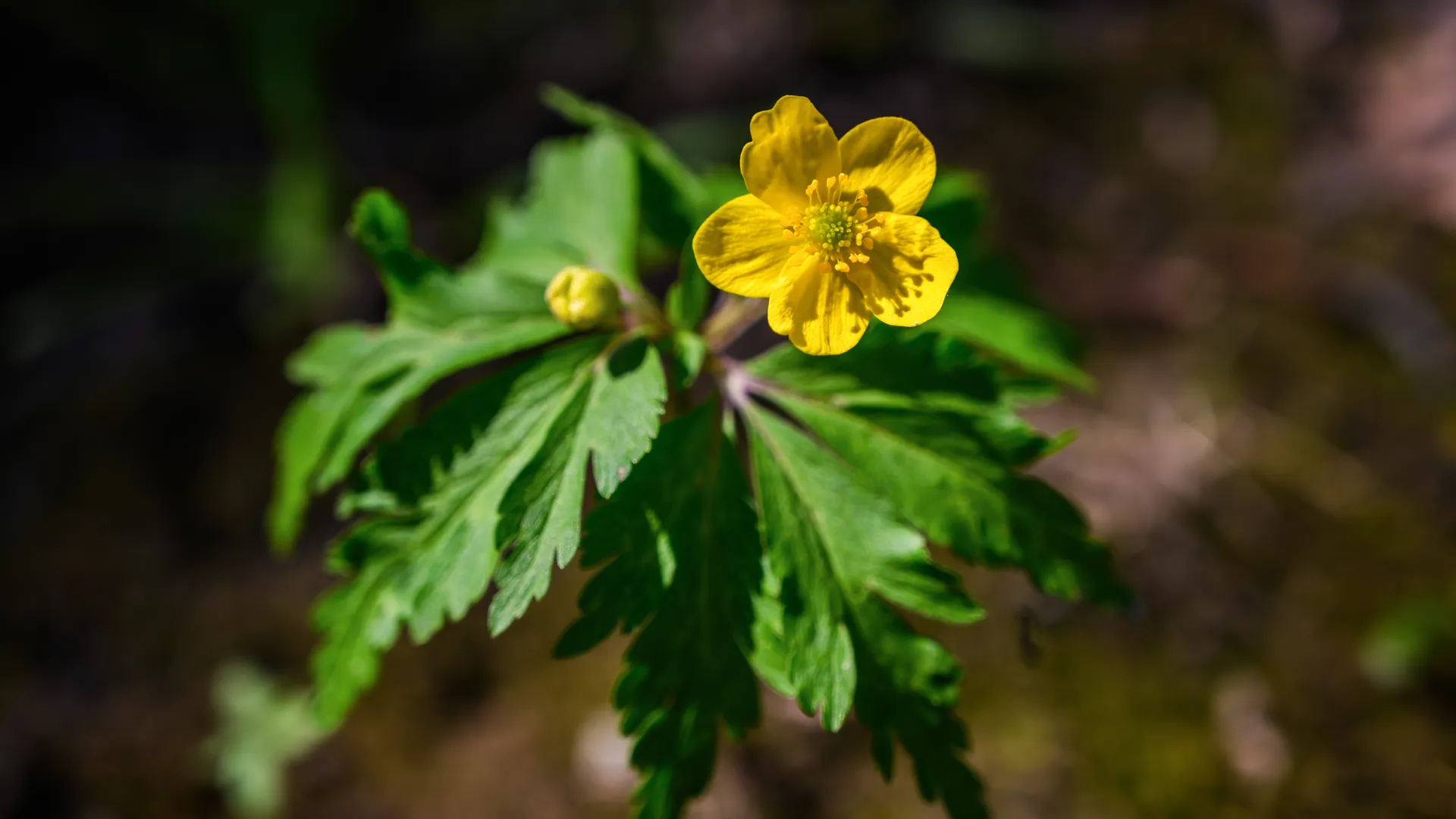 медиасток.рф