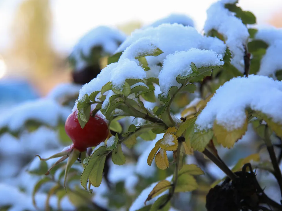 Фото: медиасток.рф