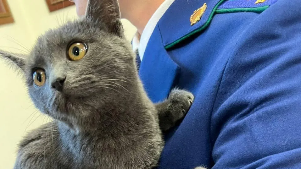 Telegram-канал Прокуратуры Москвы