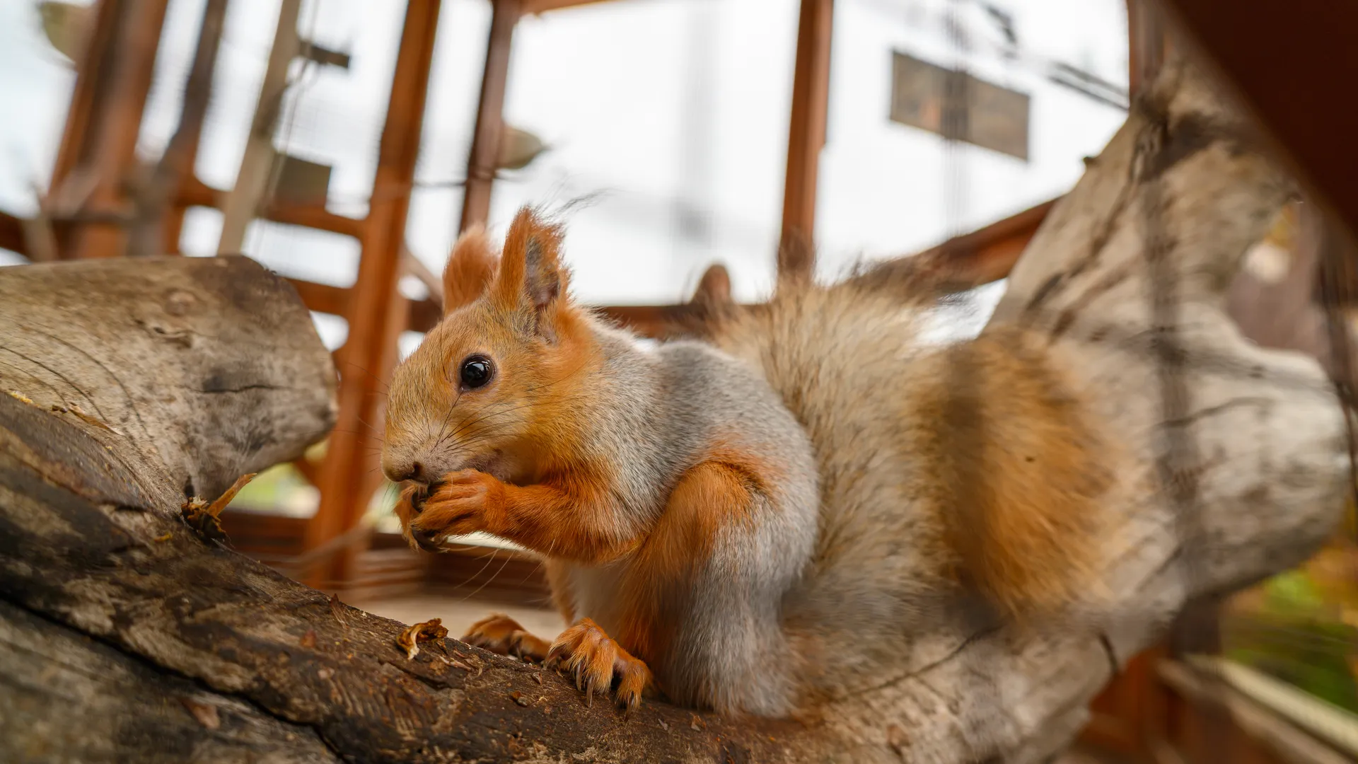 Операция «Орех»: белка-диверсант дерзко вынесла с патронного завода в Климовске вкусный «груз»