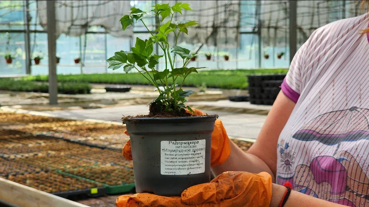 Фото: Ольга Фельдфебелева