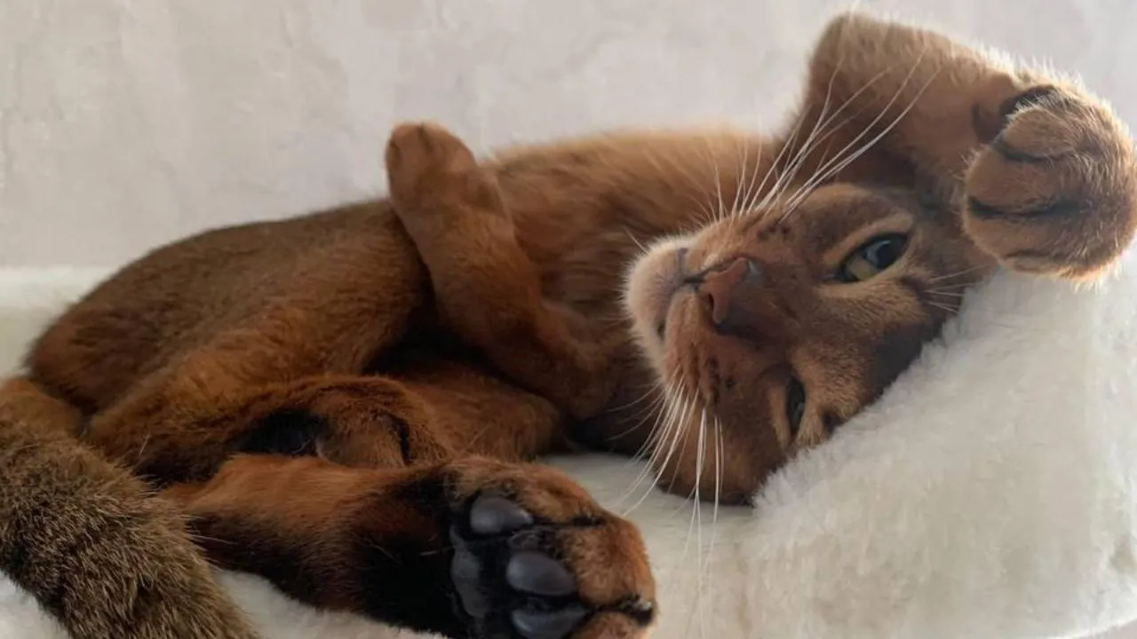 Гэндальф и Драгалик. Самые необычные клички кошек назвали в Подмосковье