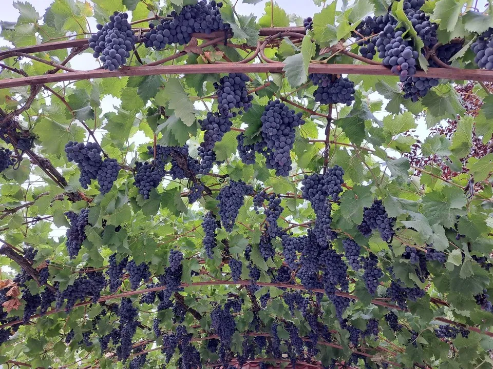 Виноград созрел