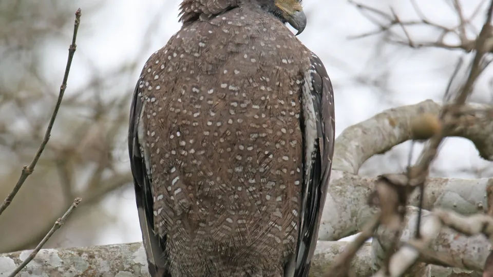 Фото: pxhere.com