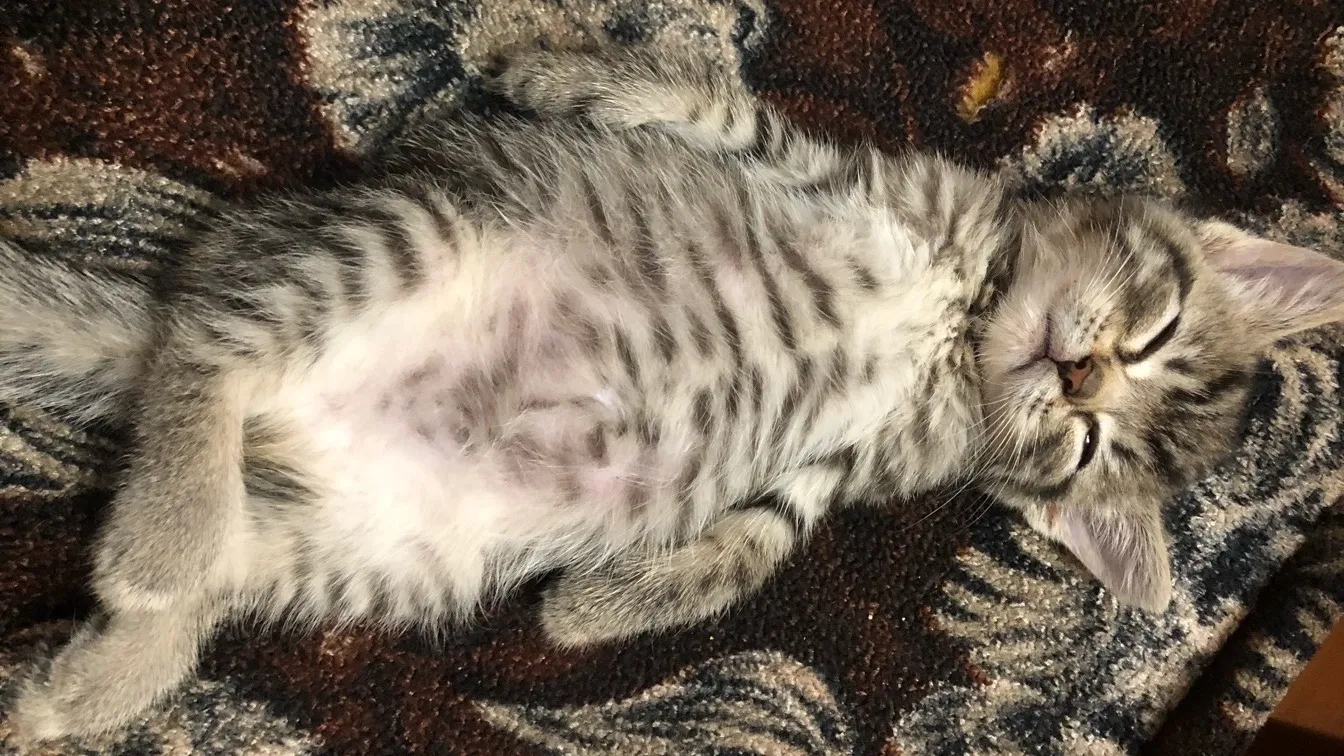 Ирина Котенёва