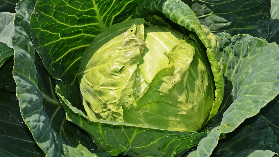 Фото: pxhere.com