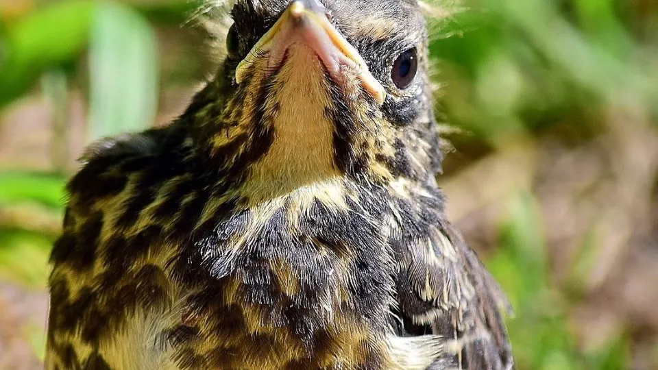 Фото: t.me/mosoblcomles