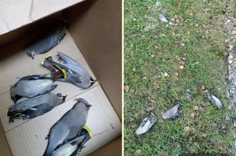 Фото из соцсетей