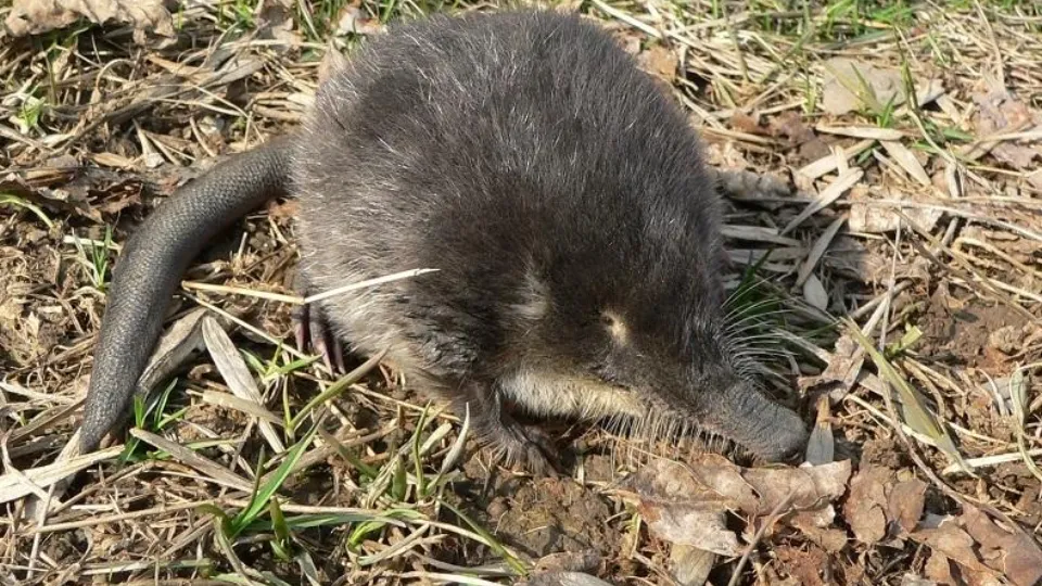 Фото: П.Я. Лихачева, А.В. Лихачева