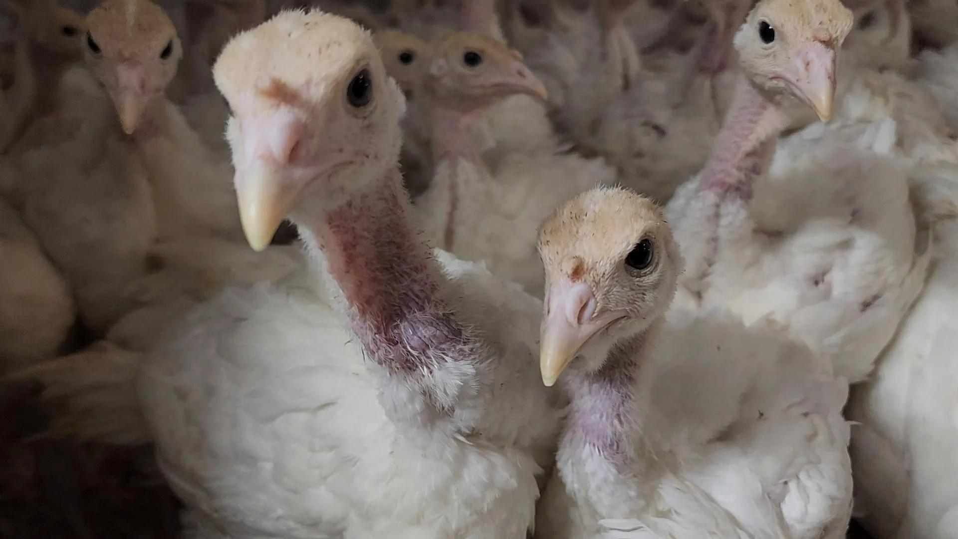 МедиаБанк Подмосковья/Юлия Андросова