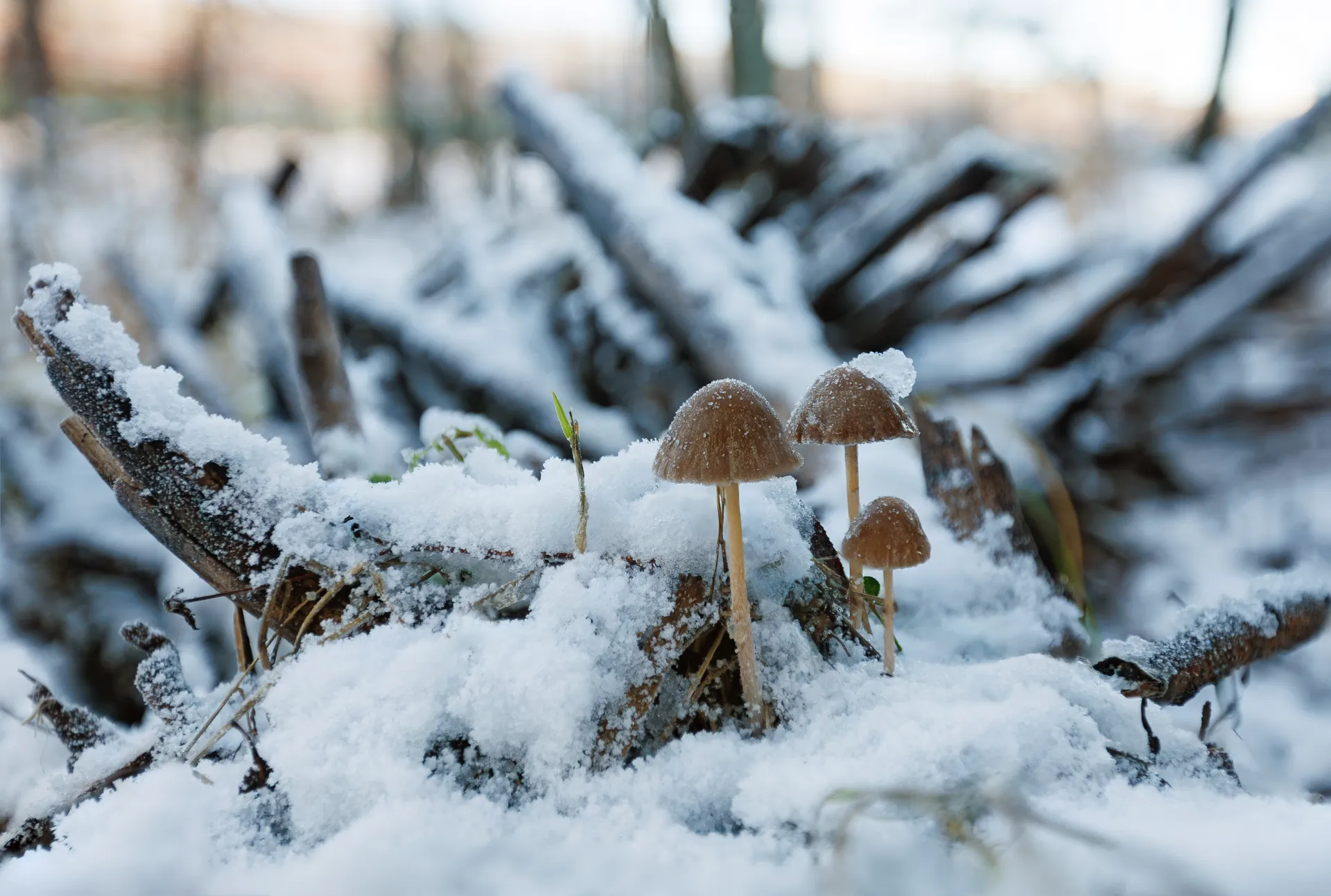 Зима наступила в Подмосковье. Грибы в сугробе