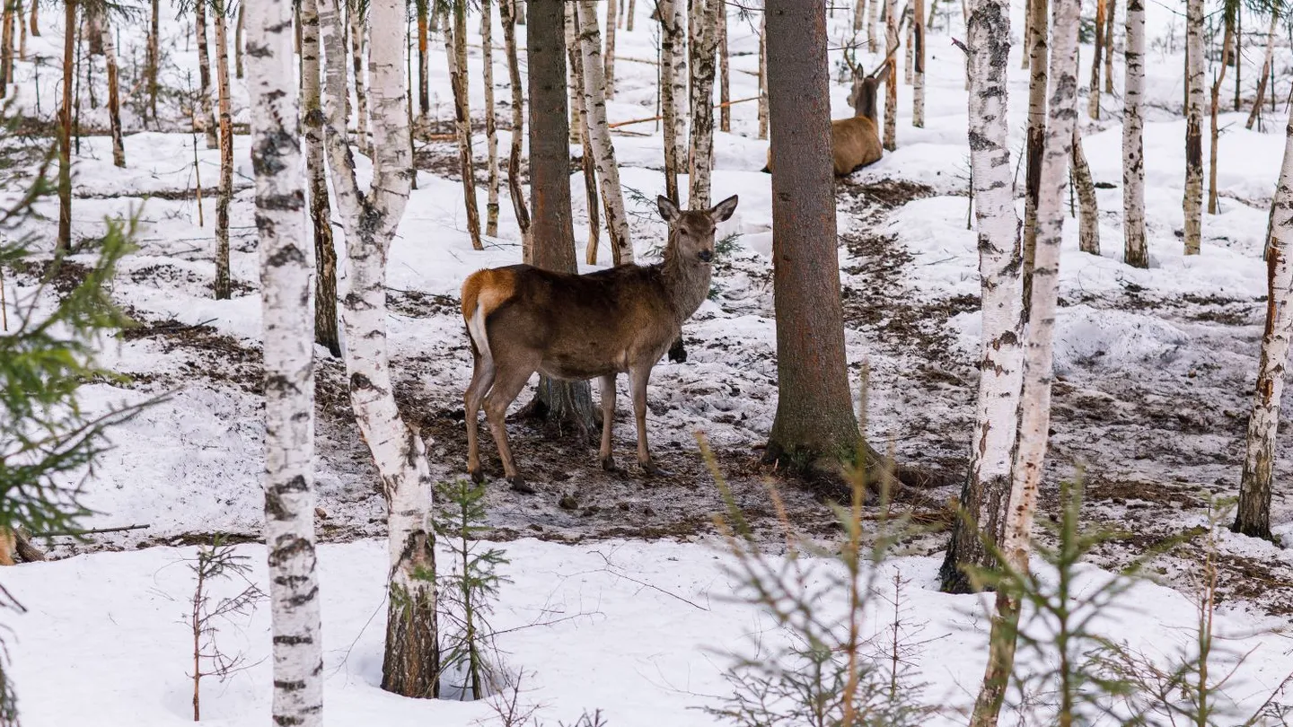 Фото: медиасток.рф