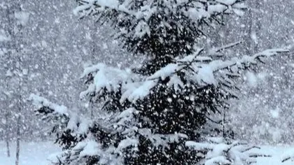 фото:.freepik.com