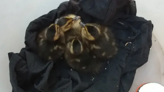 Фото: vk.com/Типичный Наро-Фоминск