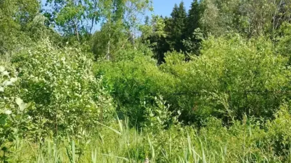 Фото: Единый портал торгов МО ЕАСУЗ