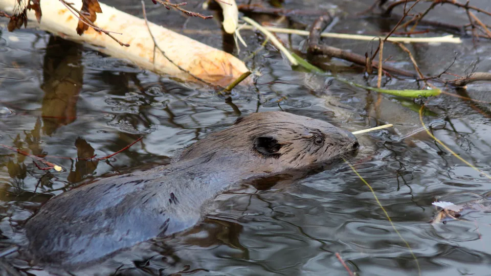 Фото: медиасток.рф