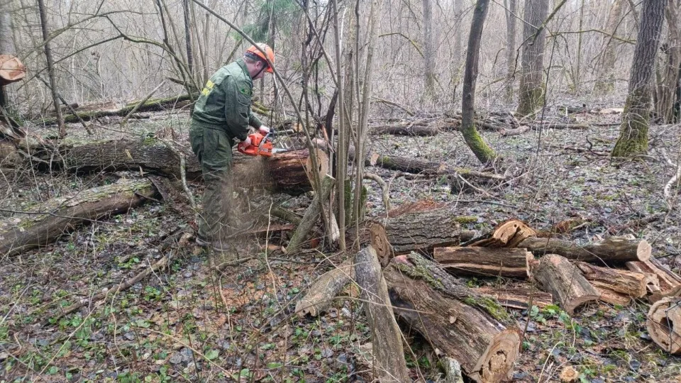 Фото: Комитет лесного хозяйства Московской области