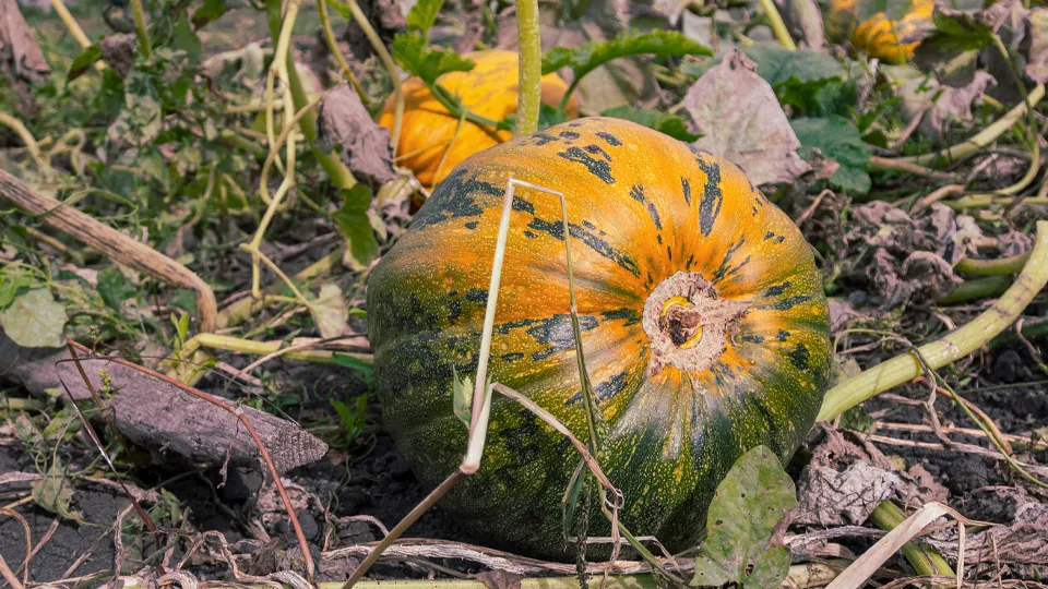 Фото: istockphoto.com