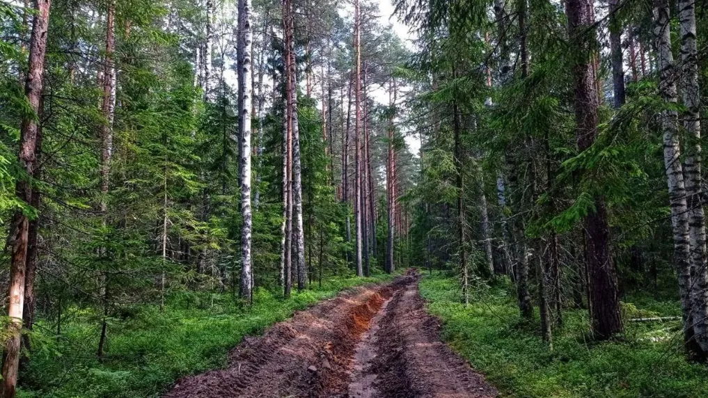Фото: Комитет лесного хозяйства Московской области