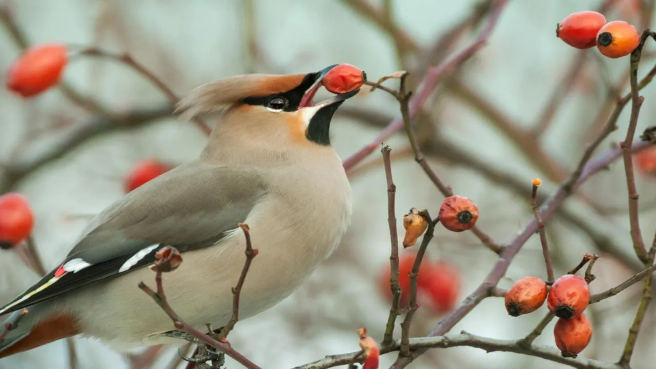 Пернатая «пьянь»: налет захмелевших птиц ожидают в Подмосковье