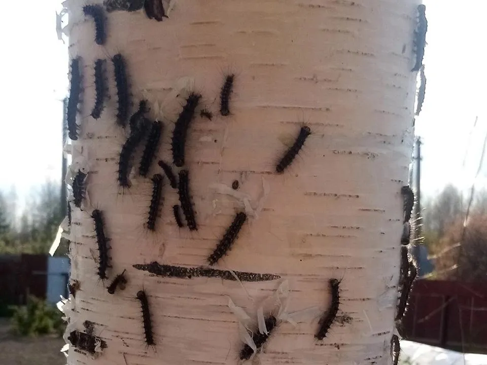 Шатурские лесничие организовали борьбу с «прожорливыми» бабочками, испугавшими жителей