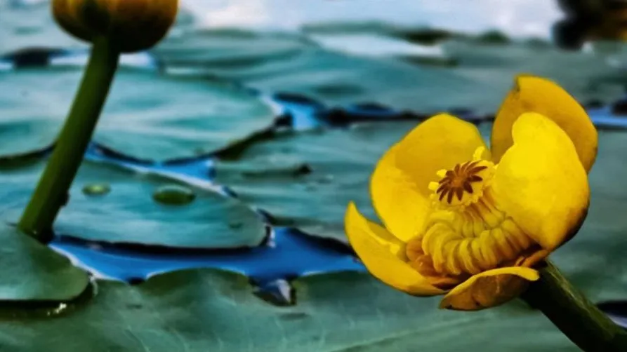 Фото: Ульянов А.И.