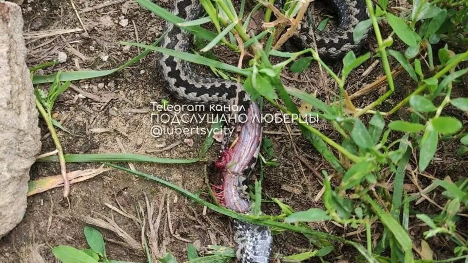 Фото: t.me/lubertsycity