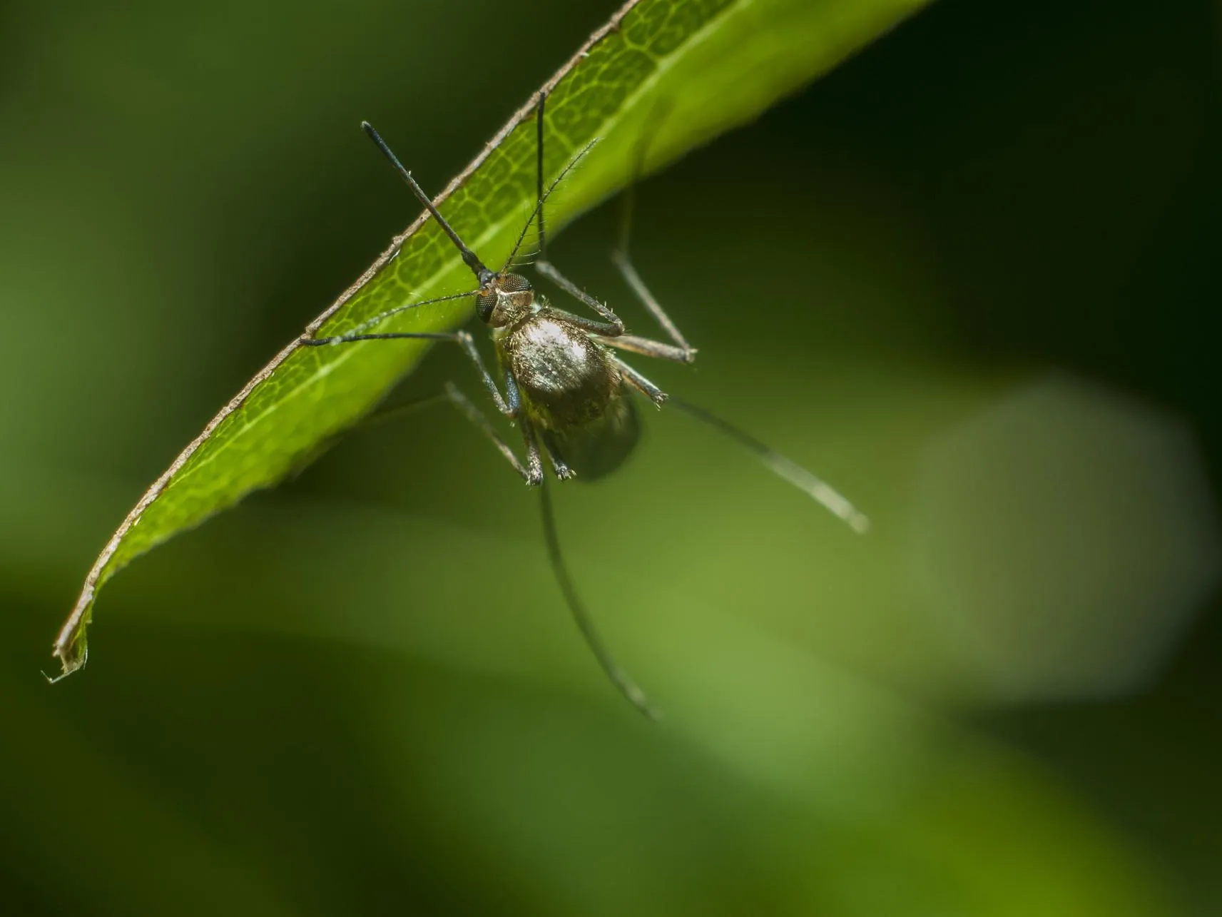 Подмосковные врачи заявили, что не успевают спасать людей из-за комариных укусов