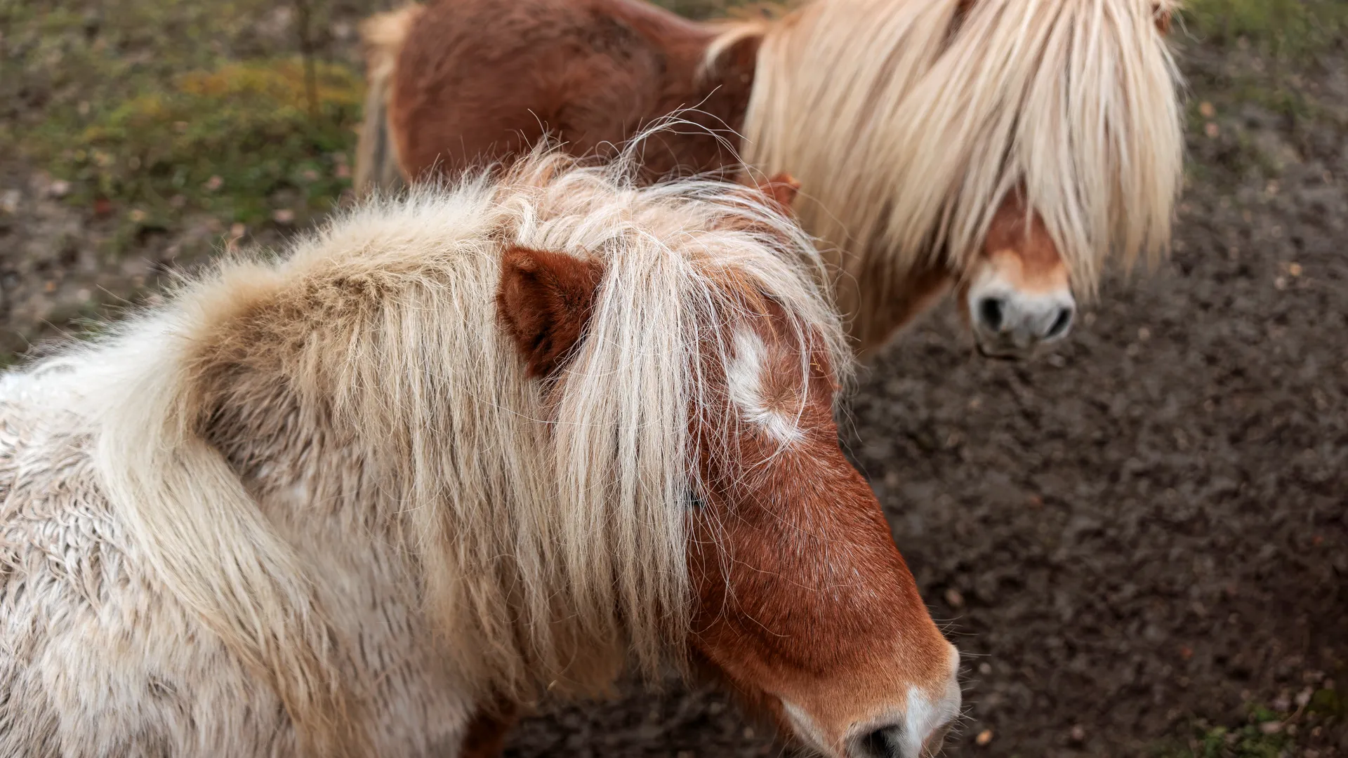 Душа прерий в Балашихе: пони-беглецы устроили переполох на Носовихинском шоссе