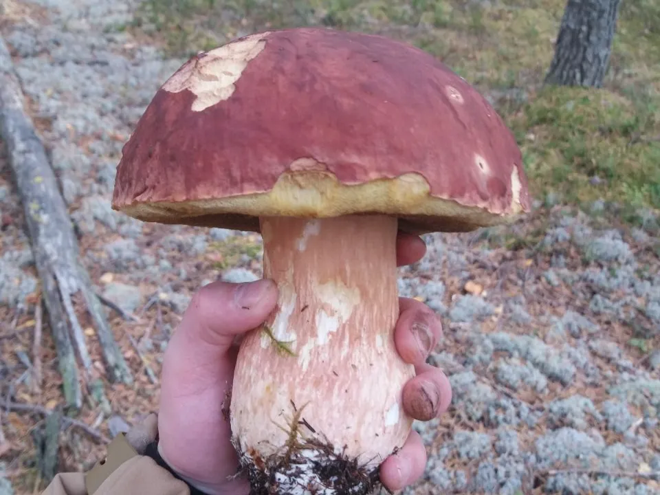 Фото: REGIONS/Наталья Фомина