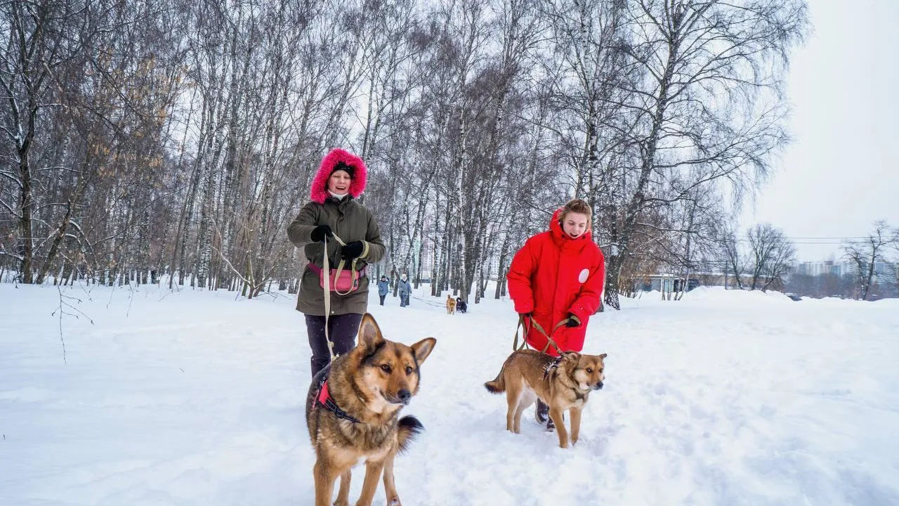 И. Стрижевский