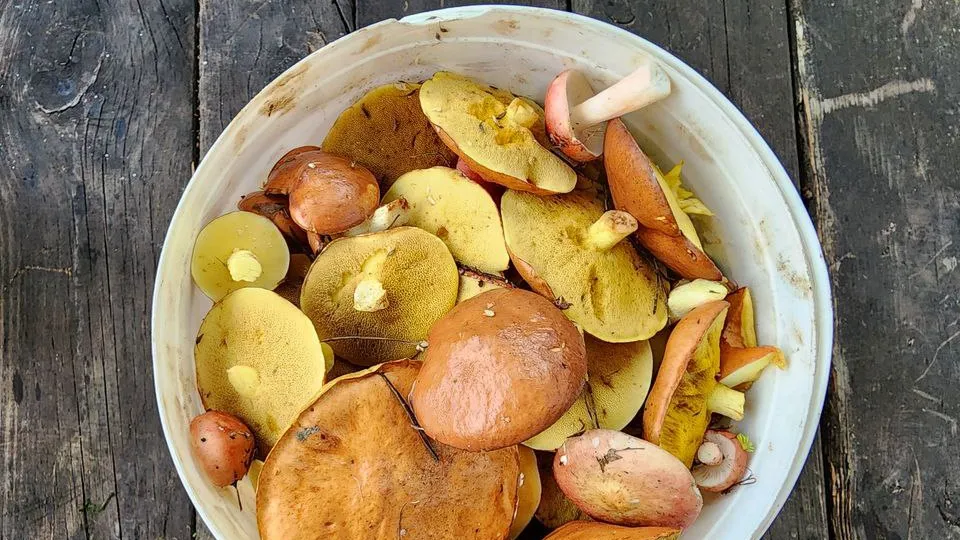 МедиаБанк Подмосковья/Ксения Пашуто