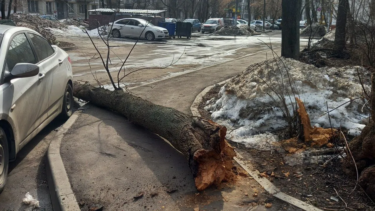 Фото: t.me/ruvederko