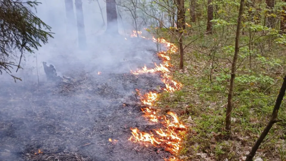 Фото: Комитет лесного хозяйства Московской области