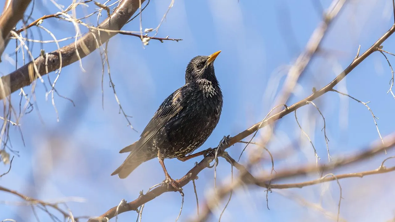 istockphoto.com/kotomiti