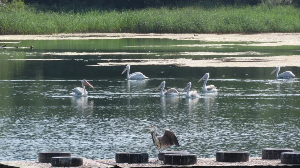 Фото: Центр воспроизводства редких видов животных
